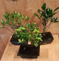 Bonsai boompje Assortiment 1 stuk kamerplant - Warentuin natuurlijk