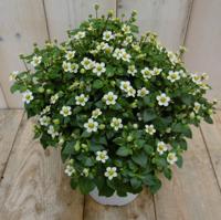 Bitterblad Exacum Affine wit kamerplant Warentuin Natuurlijk - Warentuin natuurlijk