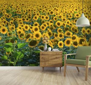 Enorme zonnebloem veld fotobehang behang