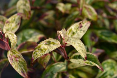 Leucothoe