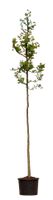 2 stuks! Valse Christusdoorn Gleditsia triac. Inermis h 250 cm st. omtrek 8 cm boom - Warentuin Natuurlijk