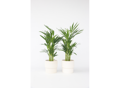 Set van 2 Areca Lutescens kamerpalmen