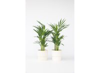 Set van 2 Areca Lutescens kamerpalmen
