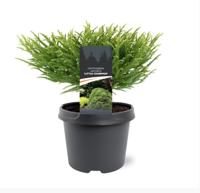 Cryptomeria jap. Little Champion 25-30 cm Conifeer - Warentuin natuurlijk