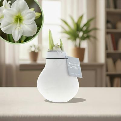 Amaryllis fluweel wit Amaryllis fluweel wit
