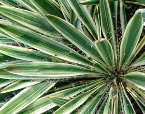 Palmlelie