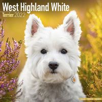 Kalender 2025 Westie