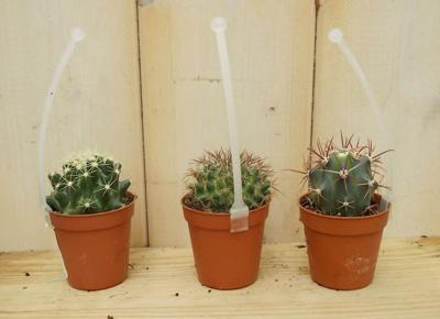 3 stuks! Kamerplant cactus mini laag - Warentuin natuurlijk