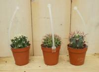 3 stuks! Kamerplant cactus mini laag - Warentuin natuurlijk