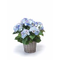 Kunstplant Hortensia bloemen in mand - Blauw - H45 cm - Kunstplanten/nepplanten met bloemen