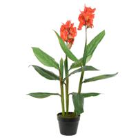 Canna Bloemriet nepplanten/planten 89 cm met zwarte pot