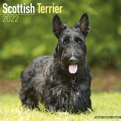 Kalender 2026 Schotse Terrier