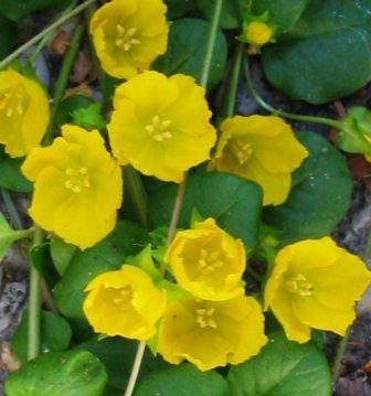 Penningkruid