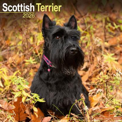 Schotse Terrier Kalender 2026