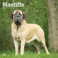 Engelse Mastiff Kalender 2026