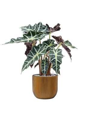 Alocasia Polly in Capi Nature Groove Egg