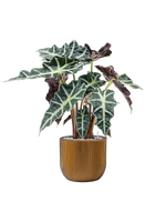 Alocasia Polly in Capi Nature Groove Egg - thumbnail