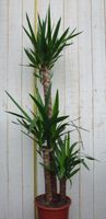 Kamerplant Yucca 120 cm - Warentuin Natuurlijk - thumbnail