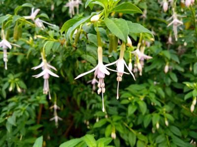 Bellenplant