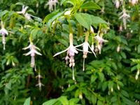 Bellenplant Bellenplant