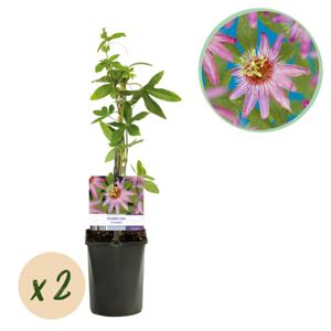Green boutiQ - Passiebloem - Passiflora Anastasia - Bloem Roze - Weinig onderhoud - 2 planten - Pot 11cm Hoogte 40cm
