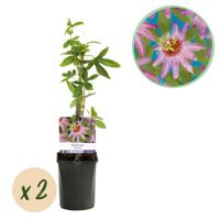 Green boutiQ - Passiebloem - Passiflora Anastasia - Bloem Roze - Weinig onderhoud - 2 planten - Pot 11cm Hoogte 40cm