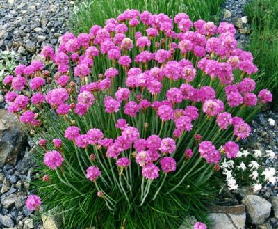 Engels gras Splendens - Armeria Maritima