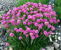 Engels gras Splendens - Armeria Maritima - thumbnail