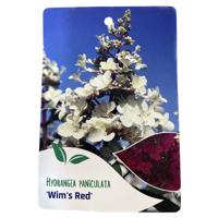Hortensia Paniculata Wim s Red - Warentuin natuurlijk