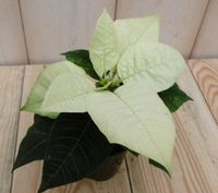 2 stuks! Kerstster mini geel Warentuin Natuurlijk - Warentuin natuurlijk