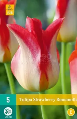 Bloembollen Tulipa Strawberry Romanoff 5st