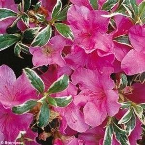 Azalea