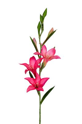 Gladiolus l70cm cerise kunstbloem Louis Maes - Louis maes