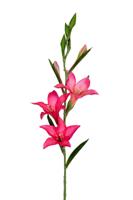 Gladiolus l70cm cerise kunstbloem Louis Maes - Louis maes