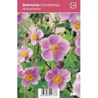 Herfstanemoon (anemone tomentosa "Robustissima") najaarsbloeier - 12 stuks