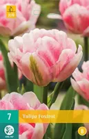 X 7 Tulipa Foxtrot - thumbnail