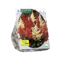 Zomer Bloembollen Astilbe, Gemengd per 3 Baltus - Baltus