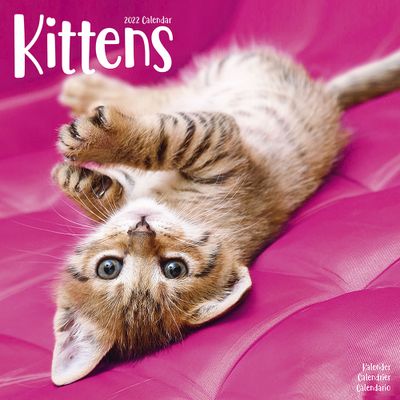 Kalender 2025 Kittens