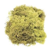 3x zakjes lichtgroene mos natuurlijk materiaal 50 gram - thumbnail