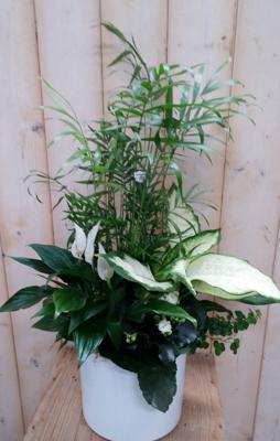 Lepelplant plantenbakje binnen - Warentuin natuurlijk