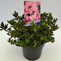 Dwergrhododendron