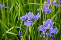 Siberische iris