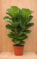 Tabaksplant Ficus Lyrata kamerplant potmaat 28 cm H120-140 Warentuin Natuurlijk - Warentuin natuurlijk