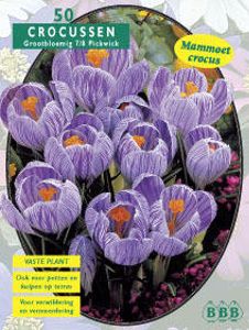 Krokus