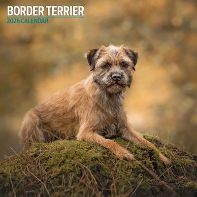 Border Terrier Kalender 2026