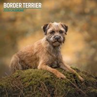 Border Terrier Kalender 2026