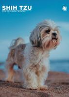 Shih Tzu A3 Kalender 2026