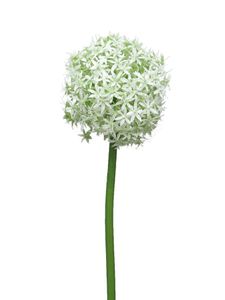 Allium Quin wit / groen 14cm kop