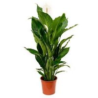 Spathiphyllum sweet sebastiano kamerplant