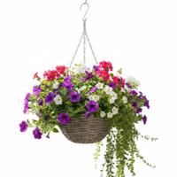 Hangmand - D30 x H15 cm - gevlochten - hangende plantenbak - aan ketting - hanging basket